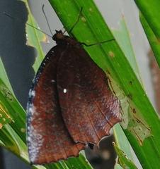 Elymnias hypermnestra