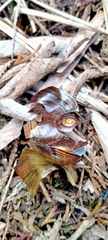 Powelliphanta marchanti