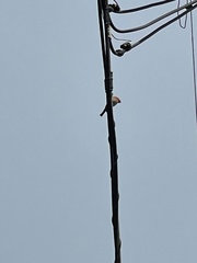 Haemorhous mexicanus