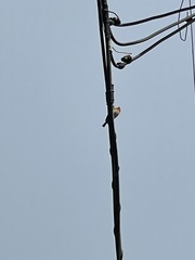 Haemorhous mexicanus