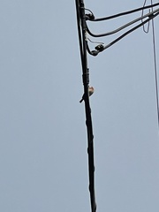 Haemorhous mexicanus