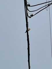 Haemorhous mexicanus