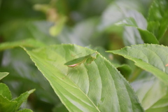 Tithrone roseipennis