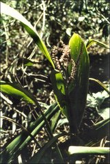 Cordyline petiolaris