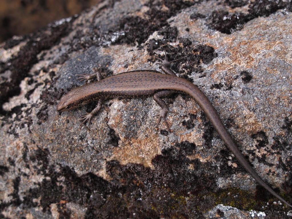 Heath Cool-Skink