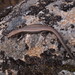 Heath Coolskink - Photo (c) neomyrtus, some rights reserved (CC BY-NC-SA)