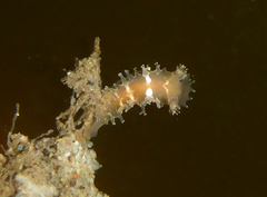 Tritonicula myrakeenae