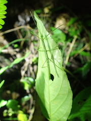 Ocnophiloidea regularis