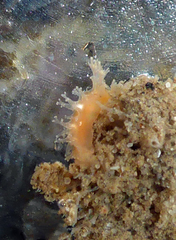 Tritonicula myrakeenae