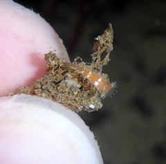 Tritonicula myrakeenae