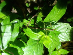 Ocnophiloidea regularis