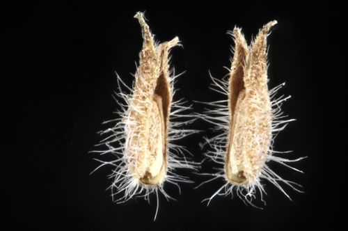 Aloysia gratissima