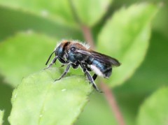 Osmia chalybea