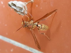 Polistes japonicus