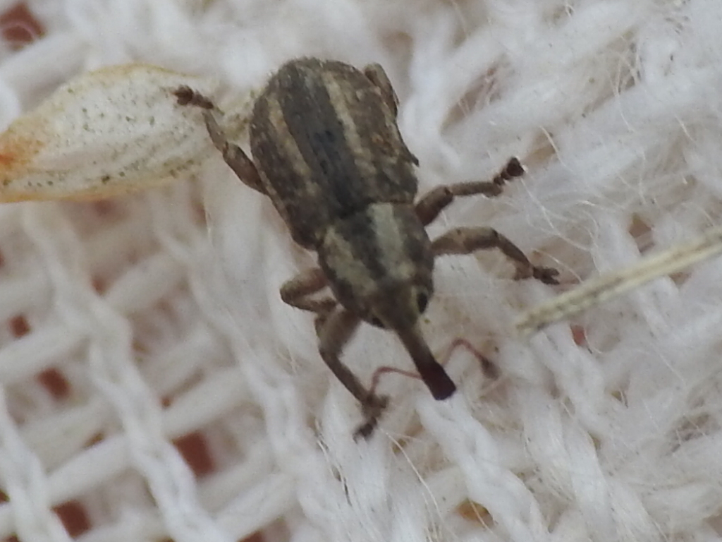 Brachybamus electus