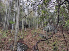 Phyllostachys edulis