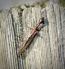 Raphidiinae
