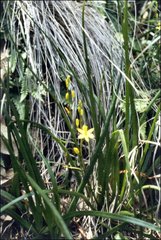 Bulbine vagans