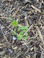 Thalictrum thalictroides