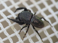 Sassacus cyaneus