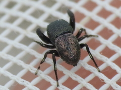 Sassacus cyaneus