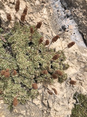 Petrophytum caespitosum