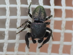 Sassacus cyaneus
