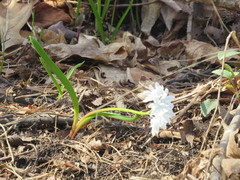 Puschkinia scilloides