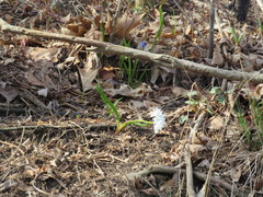 Puschkinia scilloides