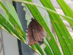 Elymnias hypermnestra