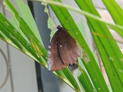 Elymnias hypermnestra