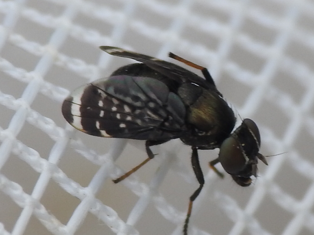 Amphicnephes pullus