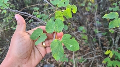 Bauhinia lunarioides