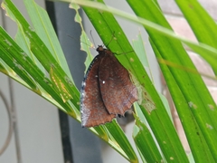 Elymnias hypermnestra