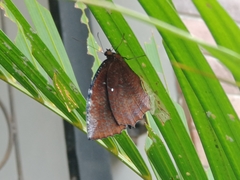 Elymnias hypermnestra