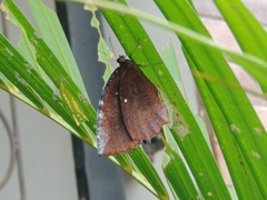 Elymnias hypermnestra