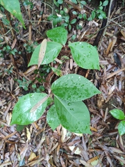 Lindera reflexa
