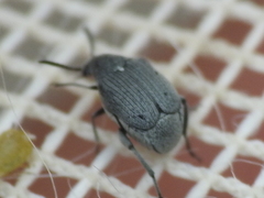 Acanthoscelides compressicornis