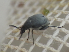 Acanthoscelides compressicornis