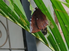 Elymnias hypermnestra