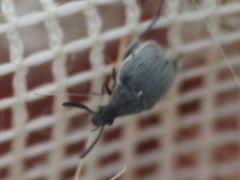 Acanthoscelides compressicornis