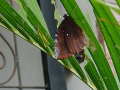 Elymnias hypermnestra