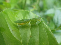 Tithrone roseipennis