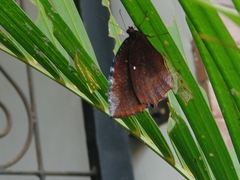 Elymnias hypermnestra