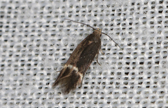 Aproaerema simplexella