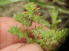 Loeflingia squarrosa