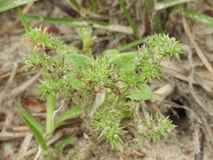 Loeflingia squarrosa