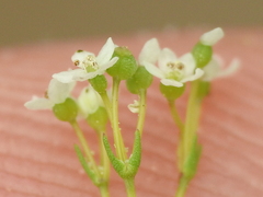 Spermolepis