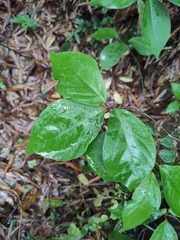 Lindera reflexa