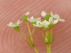 Spermolepis